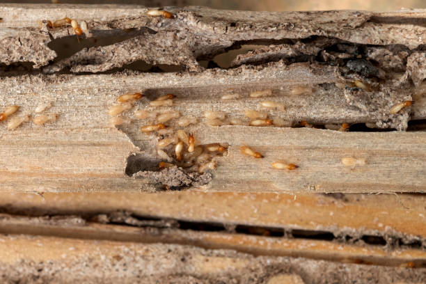 Best Affordable Pest Control Services  in Honesdale, PA